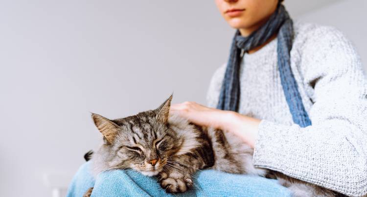 Essential Cat Care Tips for  Adult Cats