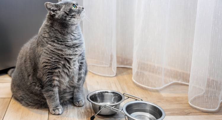 Feeding Your Cat the Right Specialized Diet