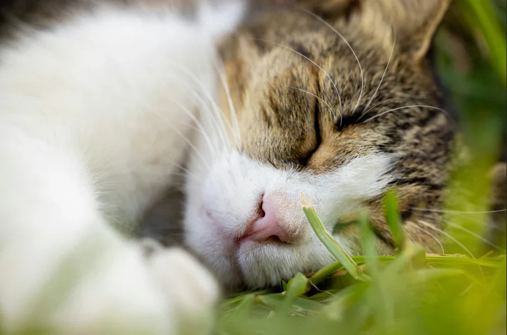 Why UAE Cat Owners Are Switching to Organic Cat Food, and Why It Matters