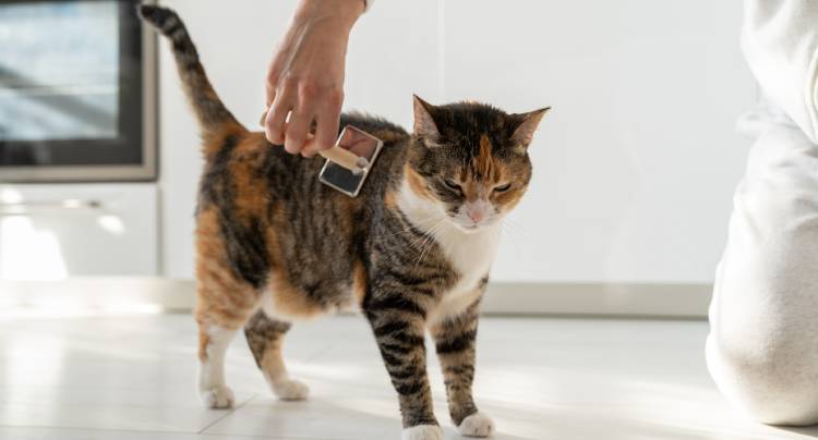 Tips to Take Good Care of Your Cat