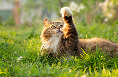 10 Everyday Habits That Are Actually Harmful to Cats (UAE Edition)