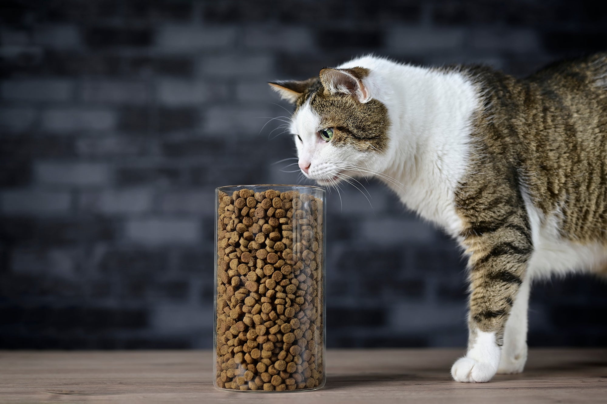 Storage Tips for Cat Food
