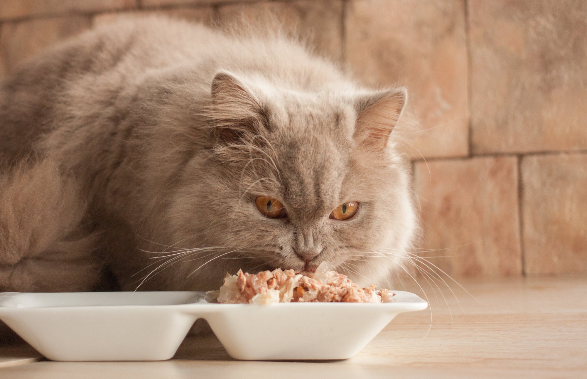 Why Should You Consider Halal Pet Food for Your Cat?